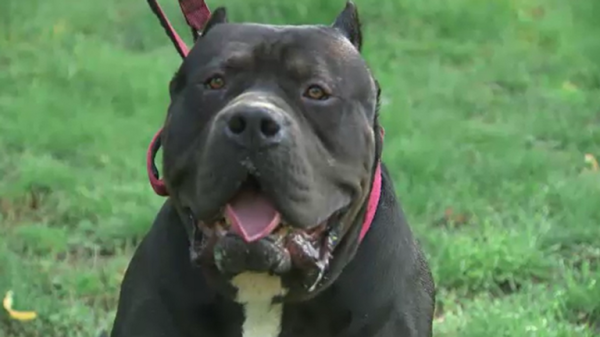 American XL bully owners may be able to keep their dogs, chief vet says