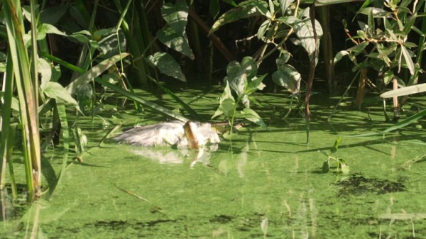 Lough Neagh: Largest lake in UK and Ireland being poisoned by toxic algae